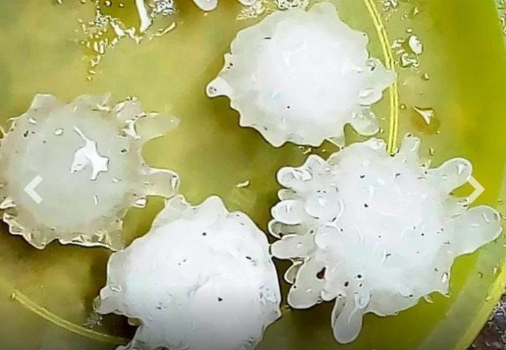 Foto/ Meksikë bie breshër në formë koronavirusi