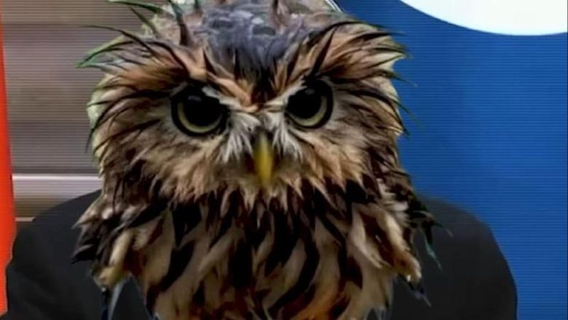 Gafat e Berishës, Rama e ironizon me videon e bufit: Rromapërtoma kumlla ke dardha