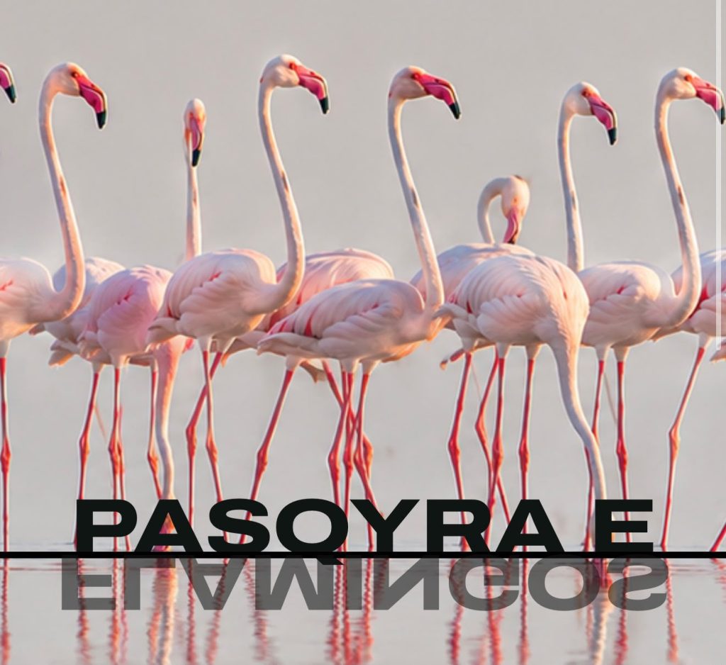 “Flamingo Mirror”, Rama: Mbi 127 mijë kërkime dhe 122 sulme kibernetike në 24 orë